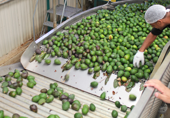 Avocados begin their journey from the farm bin through the line. They are washed, waxed, sorted, sized and boxed in a matter of minutes. 