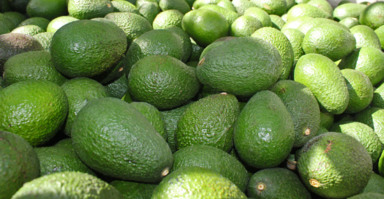 Perfect Avocados picked await us in this 900 pound farm bin.